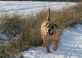 /album/brutus/duinen-013a-jpg/